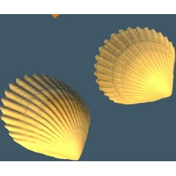 Deniz Kabuğu Dekoratif