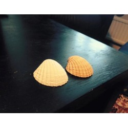 plastik deniz kabuğu