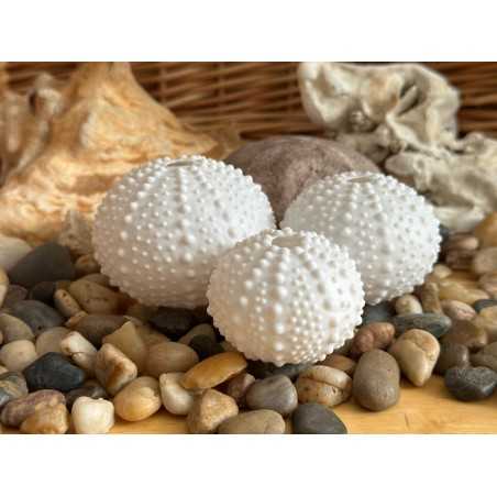 Deniz kestanesi kabuğu