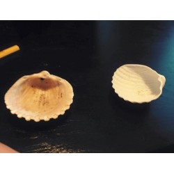 Plastik Deniz Kabuğu